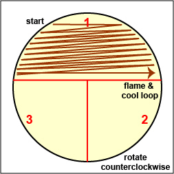 Illustration of how to streak sector 1 of a petri plate.